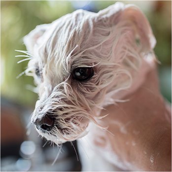 Tiere